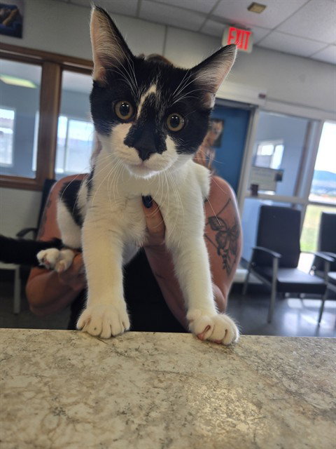 JERSEY, a cat for adoption from Casper Metro Animal Control and Welfare