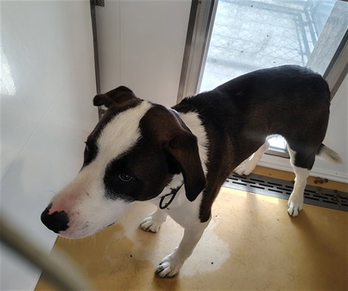 BRAM, a dog for adoption from Casper Metro Animal Control and Welfare