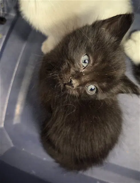 Scrim - Domestic Short Hair