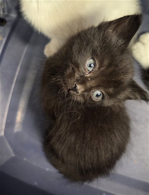 picture of the cat needing adoption