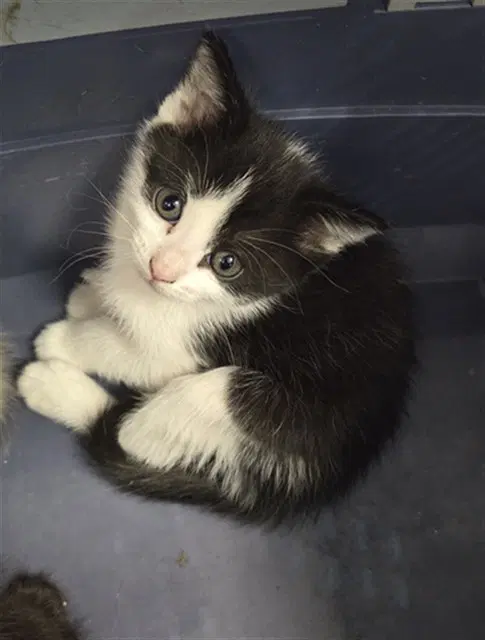 Grey - Domestic Short Hair