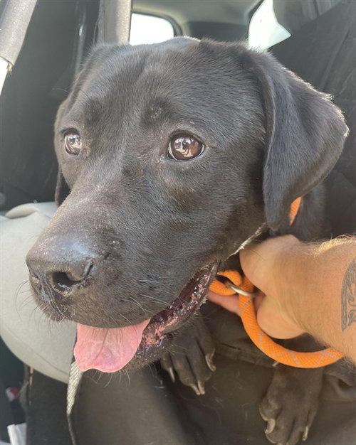 picture of the dog needing adoption