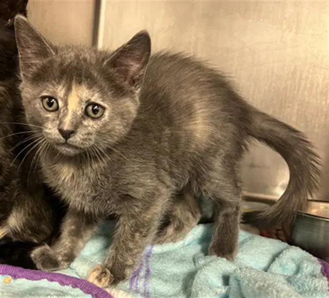 Hex - Domestic Short Hair