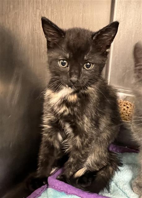 picture of the cat needing adoption