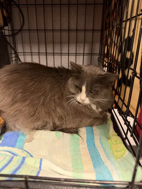 Scarlit - Domestic Long Hair