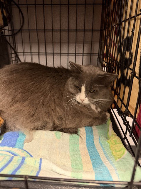 picture of the cat needing adoption