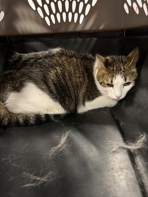 picture of the cat needing adoption