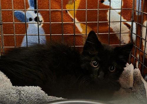 picture of the cat needing adoption