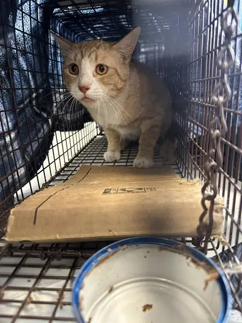 Bright - Domestic Short Hair