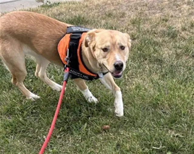 Sky - Golden Retriever