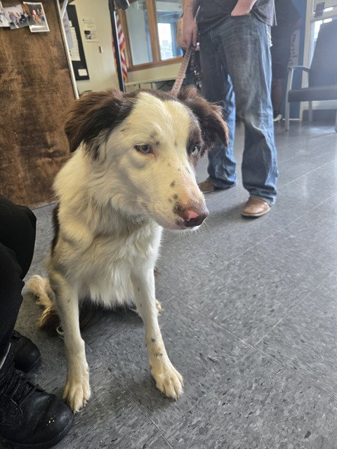 picture of the dog needing adoption