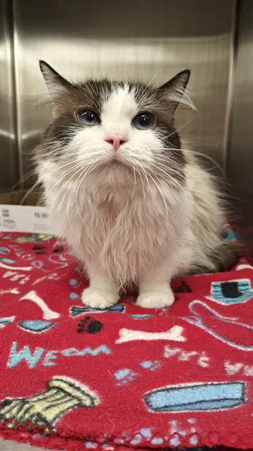 Fluffy - Siamese