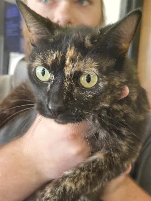 Hazel - Domestic Short Hair