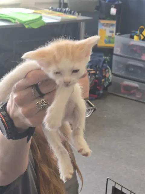 Pumpkin - Domestic Short Hair