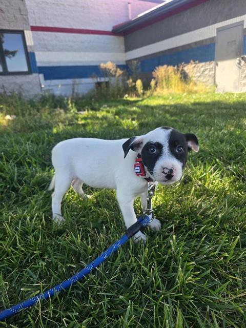 Petunia