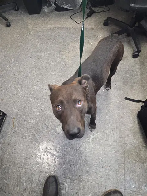 Scooby - Pit Bull Terrier