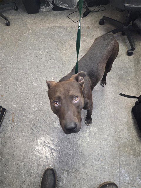 SCOOBY, a dog for adoption from Casper Metro Animal Control and Welfare