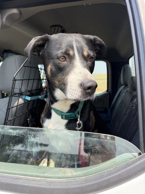 picture of the dog needing adoption