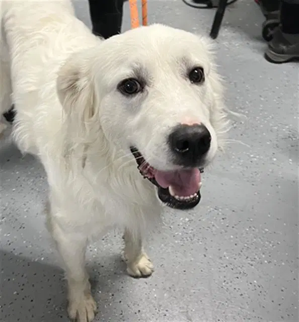 Winter - Great Pyrenees