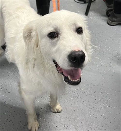 picture of the dog needing adoption