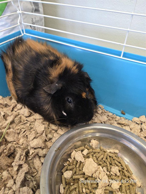 PANCHO, a guinea pig for adoption from Casper Metro Animal Control and Welfare