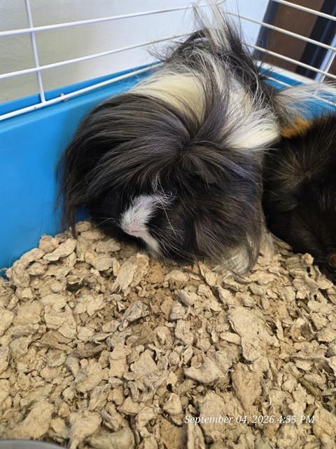 SANCHO, a guinea pig for adoption from Casper Metro Animal Control and Welfare