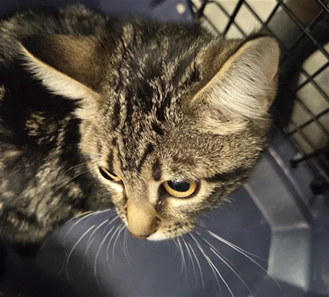 Lucky - Domestic Short Hair