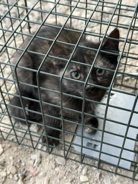 Mimi - Domestic Short Hair