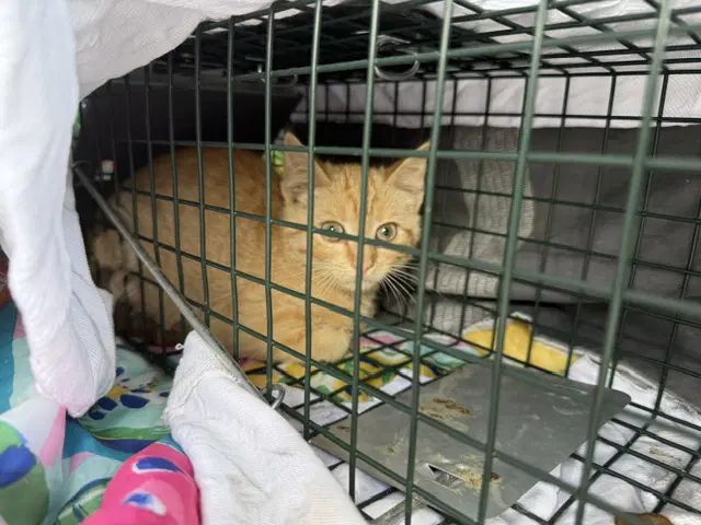 Inferno - Domestic Short Hair