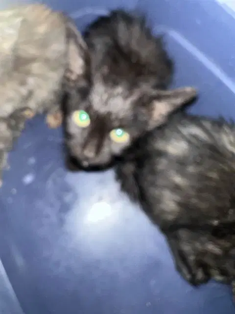 Unknown - Domestic Short Hair