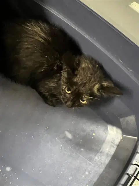 Havoc - Domestic Short Hair