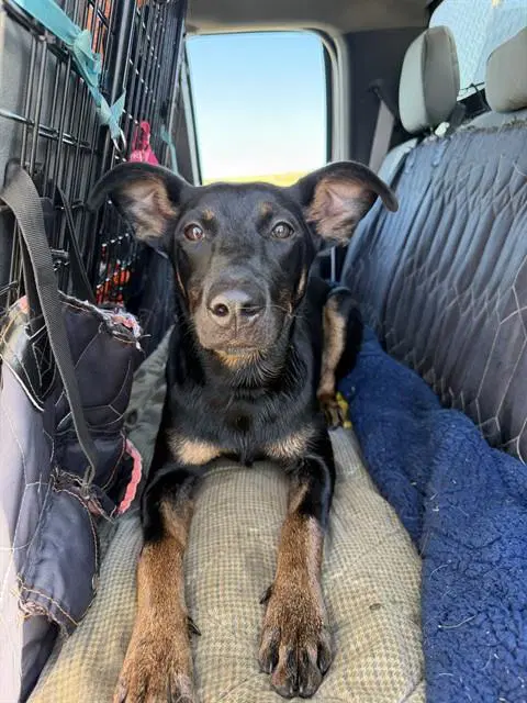 Melanie - Doberman Pinscher