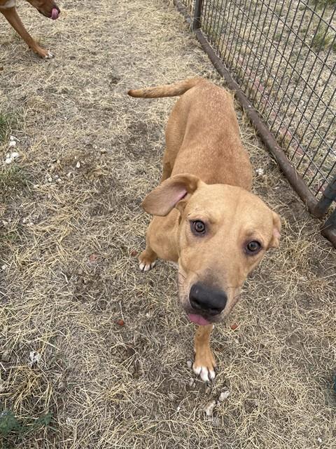 Thayne, Rhodesian Ridgeback