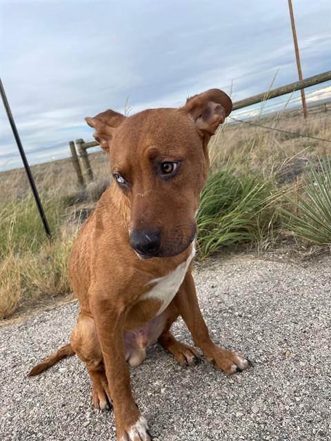 Manderson, Rhodesian Ridgeback