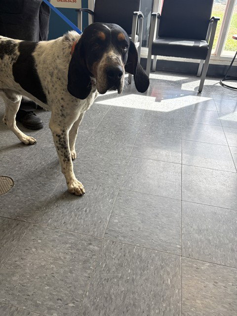 Waffles, Catahoula Leopard Dog