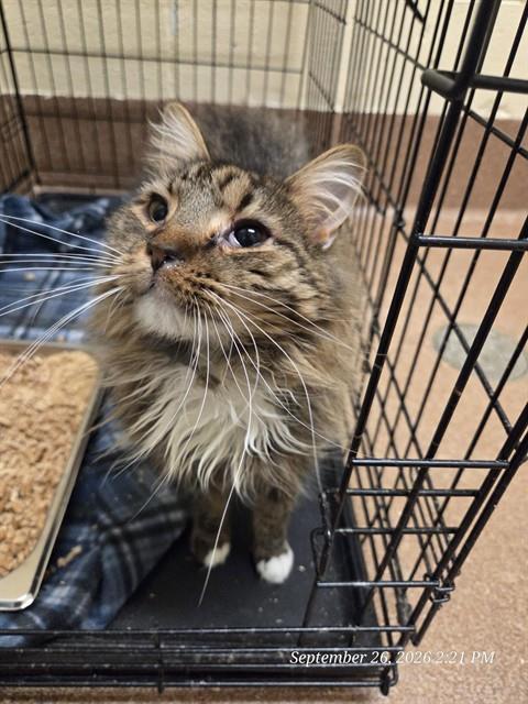MORD, a cat for adoption from Casper Metro Animal Control and Welfare