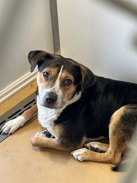 PARKERTON, a dog for adoption from Casper Metro Animal Control and Welfare