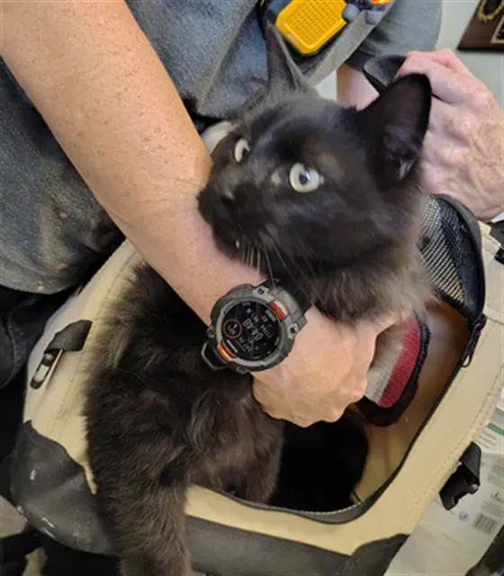 Fang - Domestic Long Hair