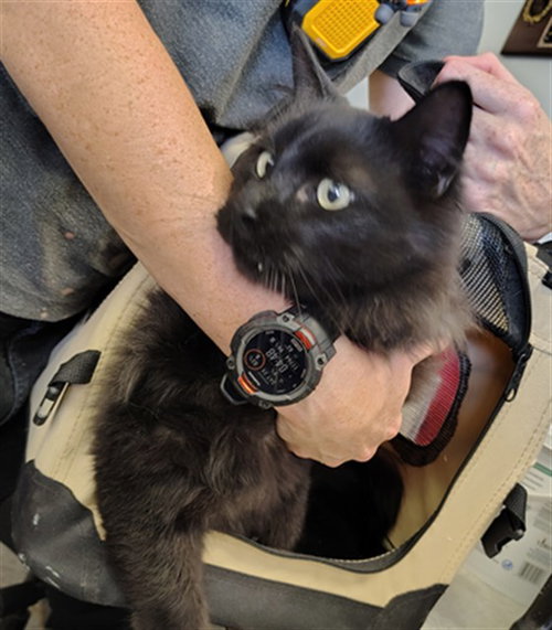 FANG, a cat for adoption from Casper Metro Animal Control and Welfare