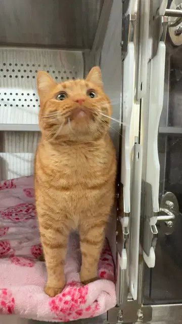 Buzz - Domestic Short Hair