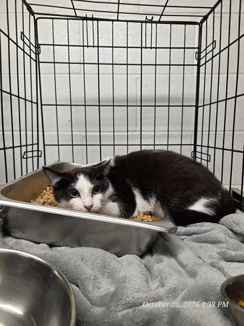 Cyborg - Domestic Short Hair