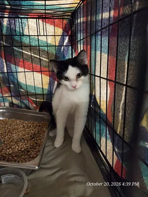 Starfire - Domestic Short Hair