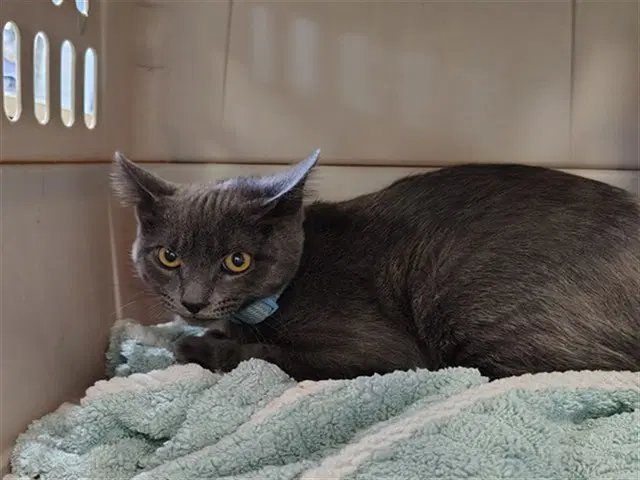 Ash - Domestic Short Hair