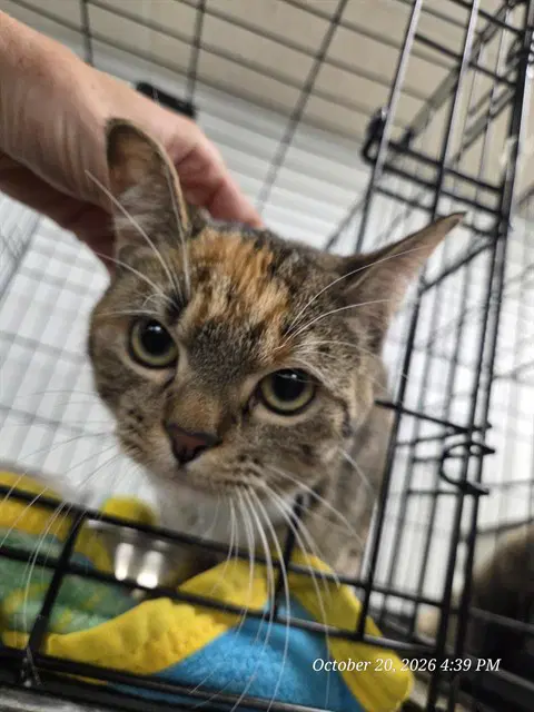 Little Bit - Domestic Short Hair