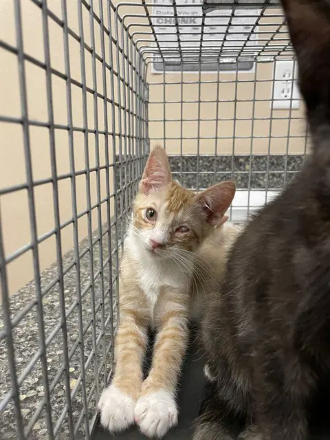 Mittens - Domestic Short Hair