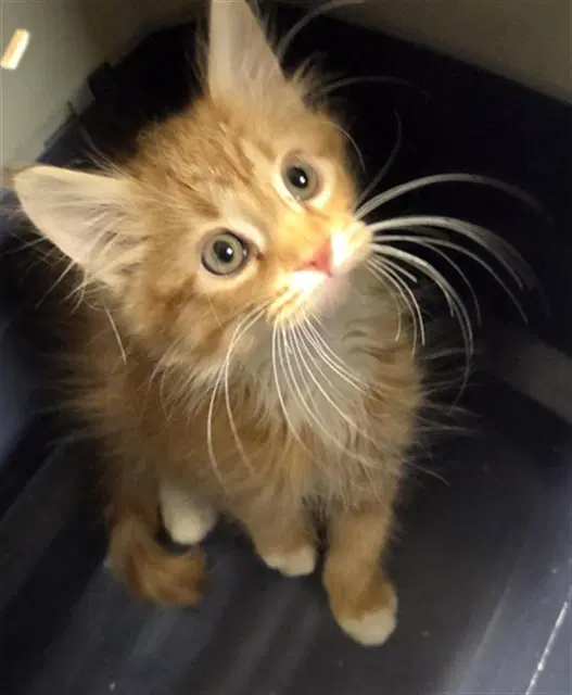 Whiskers For Days - Domestic Long Hair