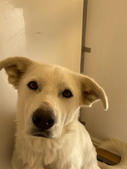 Alice - Great Pyrenees