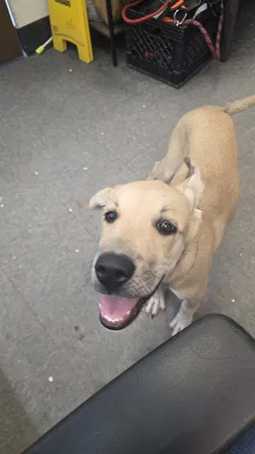 Shay - Labrador Retriever