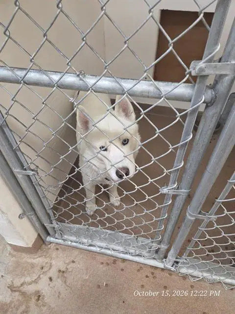 Max - Siberian Husky