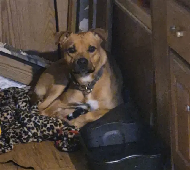 Westley - Pit Bull Terrier